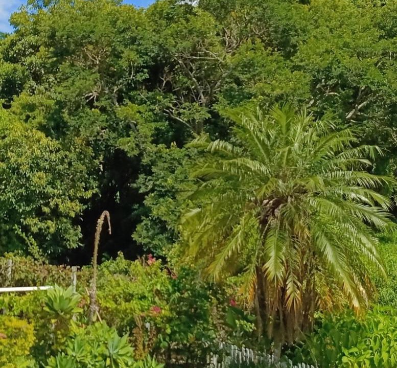 Photo of Others in Pinhalzinho