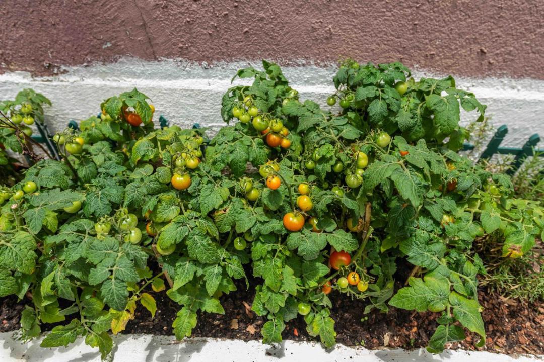 Photo of Outdoor in Lapa