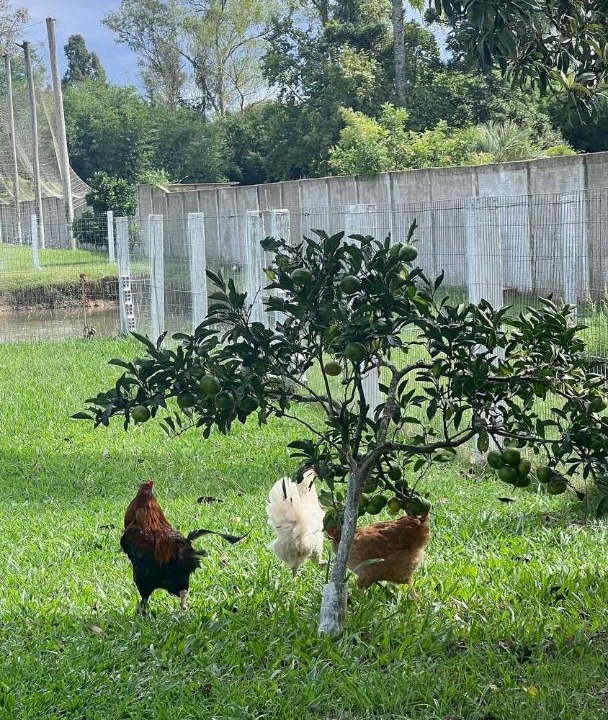 Photo of Others in Capao do Leao