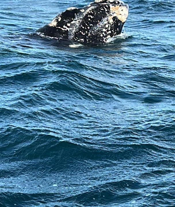 Photo of Others in Puerto Piramides