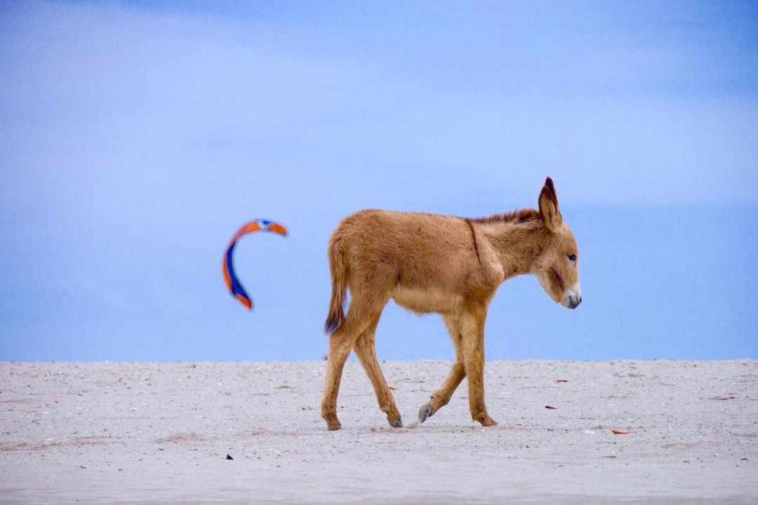 Photo of Others in Ponta do Anel