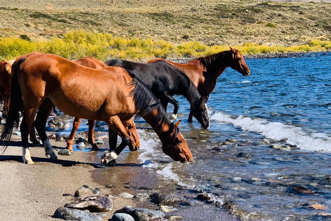 Photo of Others in Junin de los Andes