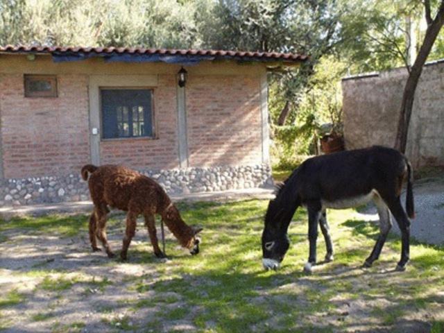 Photo of Others in San Agustin de Valle Fertil