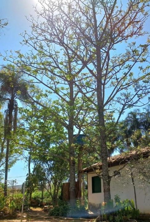 Photo of Others in Pirenopolis