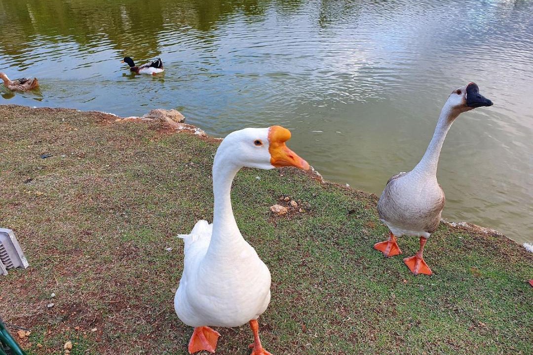 Photo of Others in Novo Gravata