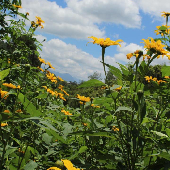 Photo of Outdoor in Lauro Muller