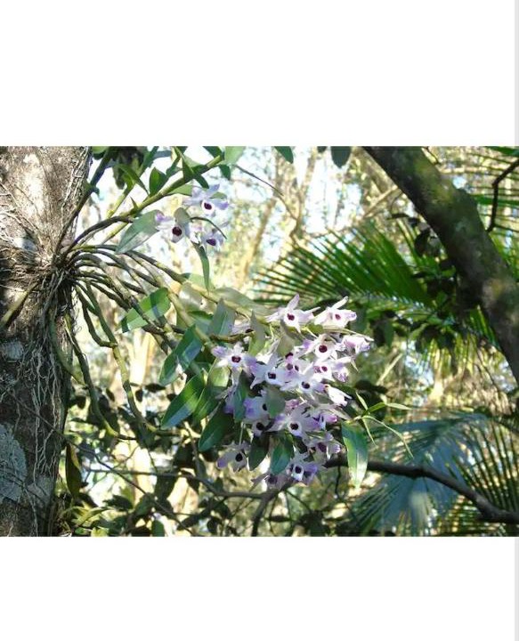 Photo of Others in Puerto Iguazu