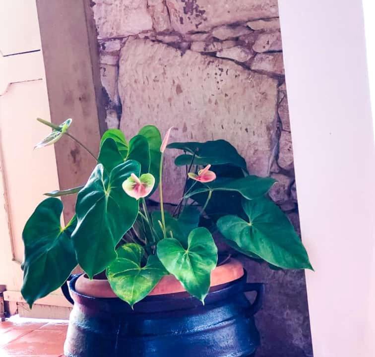 Photo of Others in Penedo