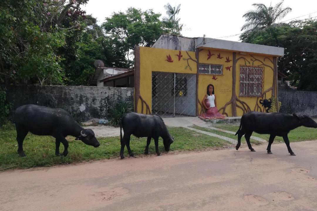 Photo of Others in Soure