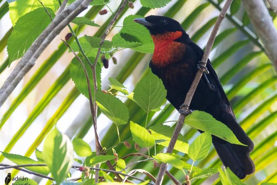 Photo of Others in Comandante Andresito