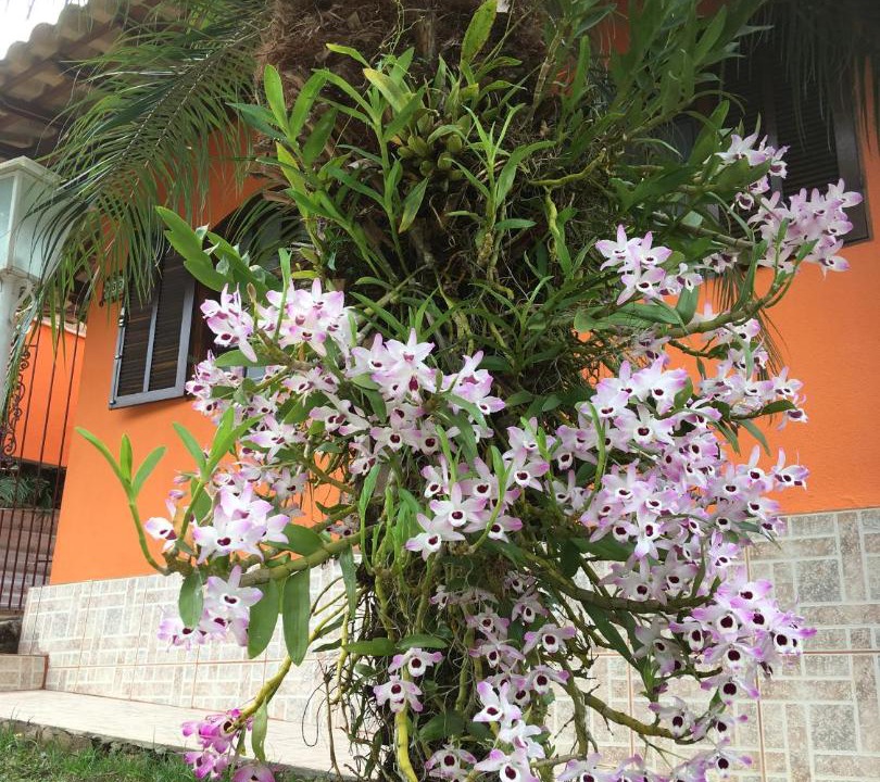 Photo of Others in Santa Rita de Jacutinga