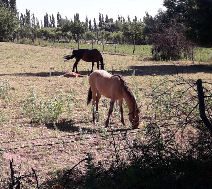 Photo of Others in General Alvear