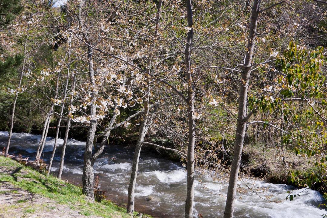 Photo of Others in Lanin National Park