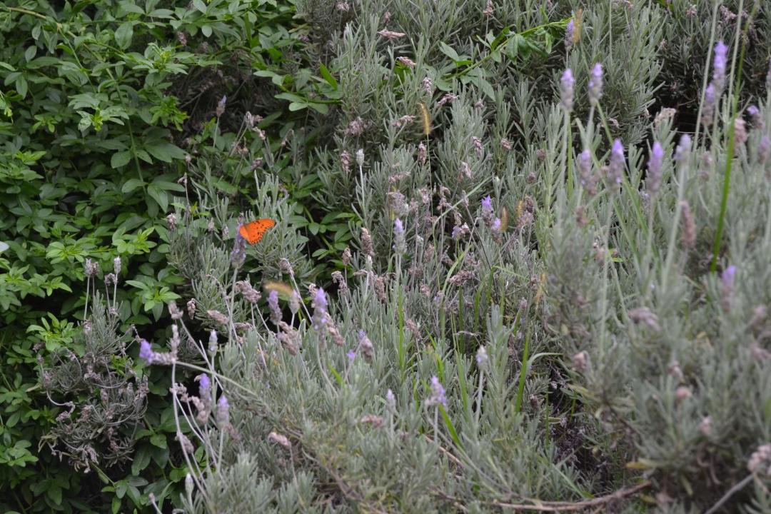 Photo of Outdoor in Villa La Bolsa