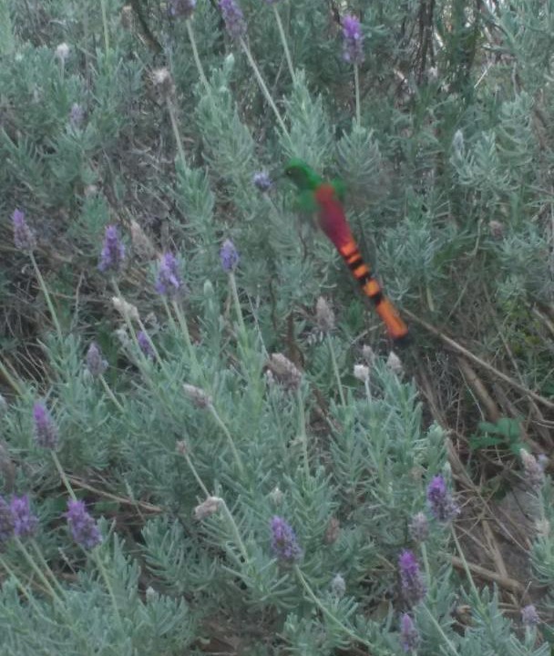 Photo of Outdoor in Chacabuco Department