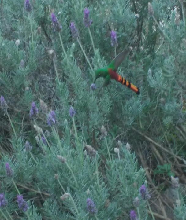 Photo of Outdoor in Chacabuco Department