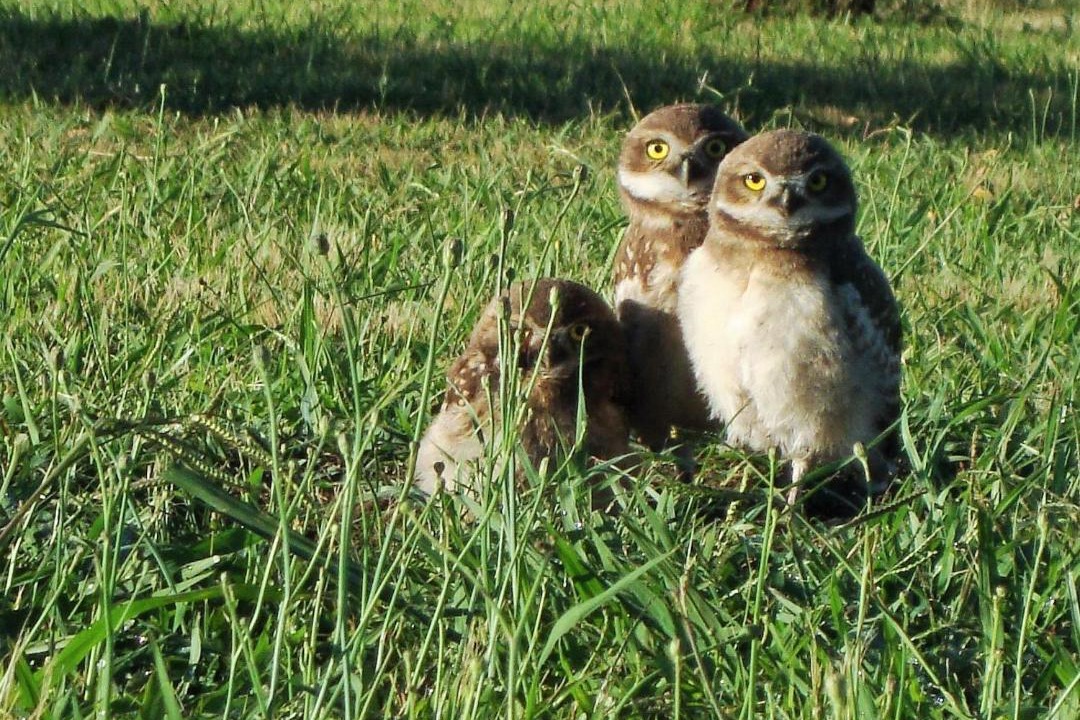 Photo of Others in Chascomus