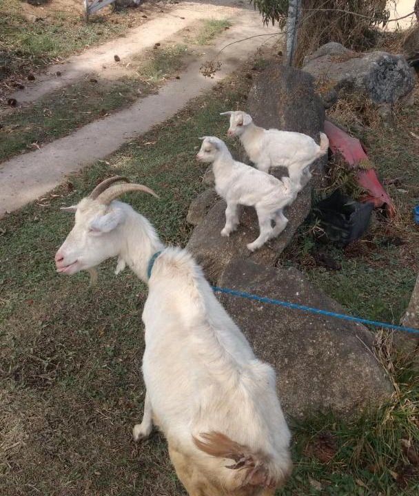 Photo of Others in Nucleo Maua