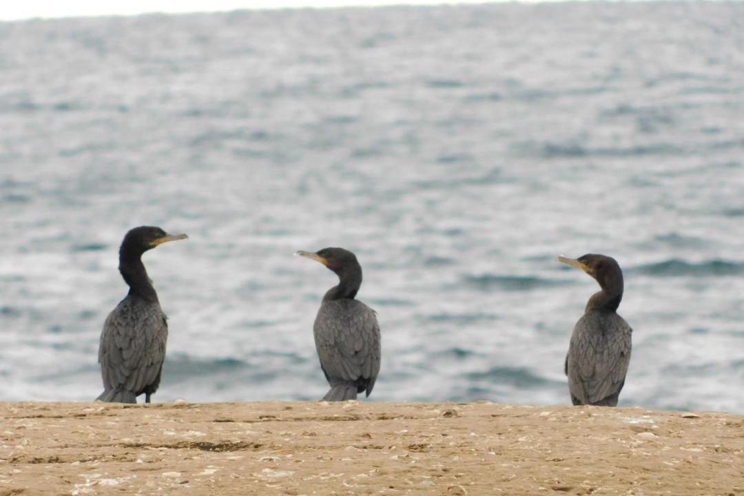 Photo of Others in Puerto Piramides