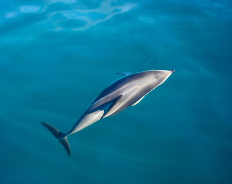 Photo of Others in Puerto Piramides
