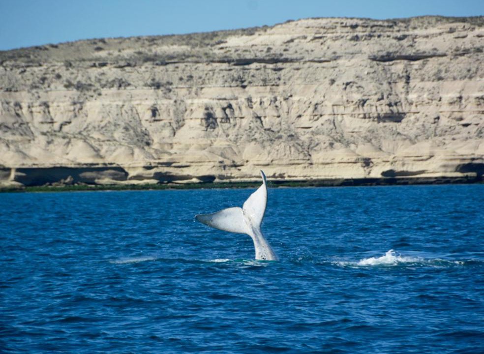 Photo of Others in Puerto Piramides