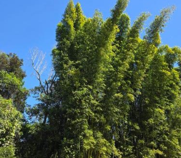Alfredo Wagner Ski Chalet | Chalé Vittata, desacelerar e descansar na Serra Catarinense