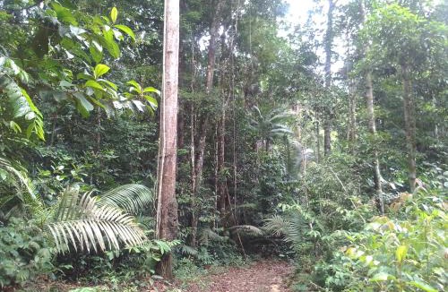 Rio Preto da Eva Other | Acampamento selvagem